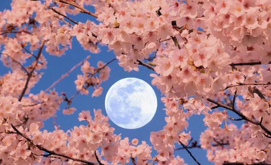 満開の桜と満月